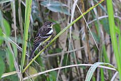 Yellow-breasted Bunting